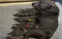 Staffordshire Bull Terrier dogs for stud: A NEW SUPERIOR SOLID BLUE MALE  - Image 3