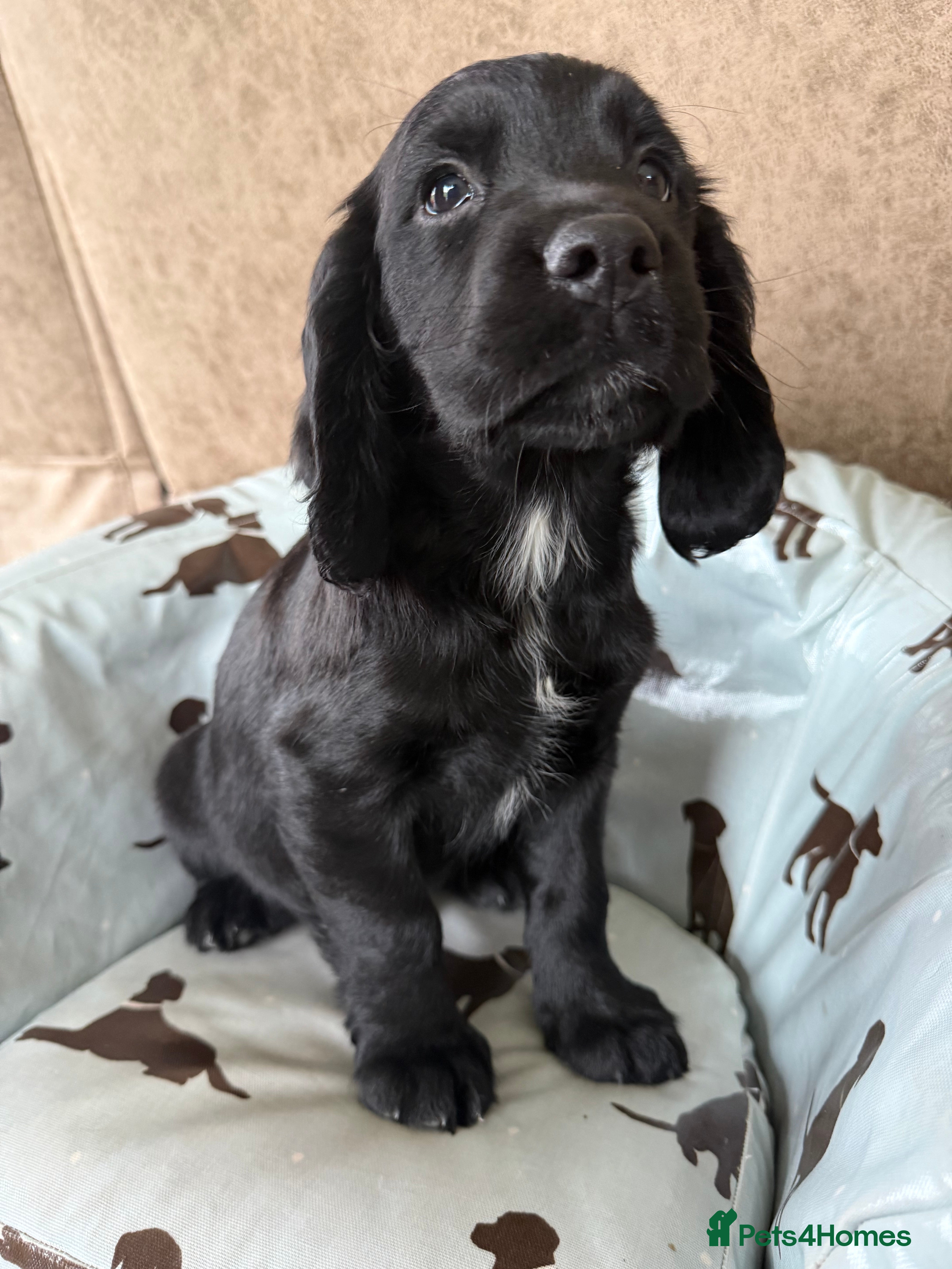 Sprocker dogs Stunning MALE Sprocker puppy Cocker/Springer  - Advert 9