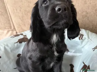 Sprocker dogs Stunning MALE Sprocker puppy Cocker/Springer - Advert 9