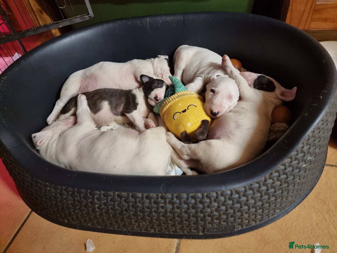 Bull Terrier dogs for sale: Bullterrier pups  - Image 8