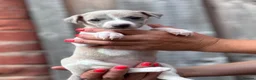 Whippet dogs for sale: Beautiful chunky KC blue fawn brindle whippet pups in Market Harborough - Advert 5