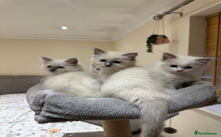 Ragdoll cats - Advert 1