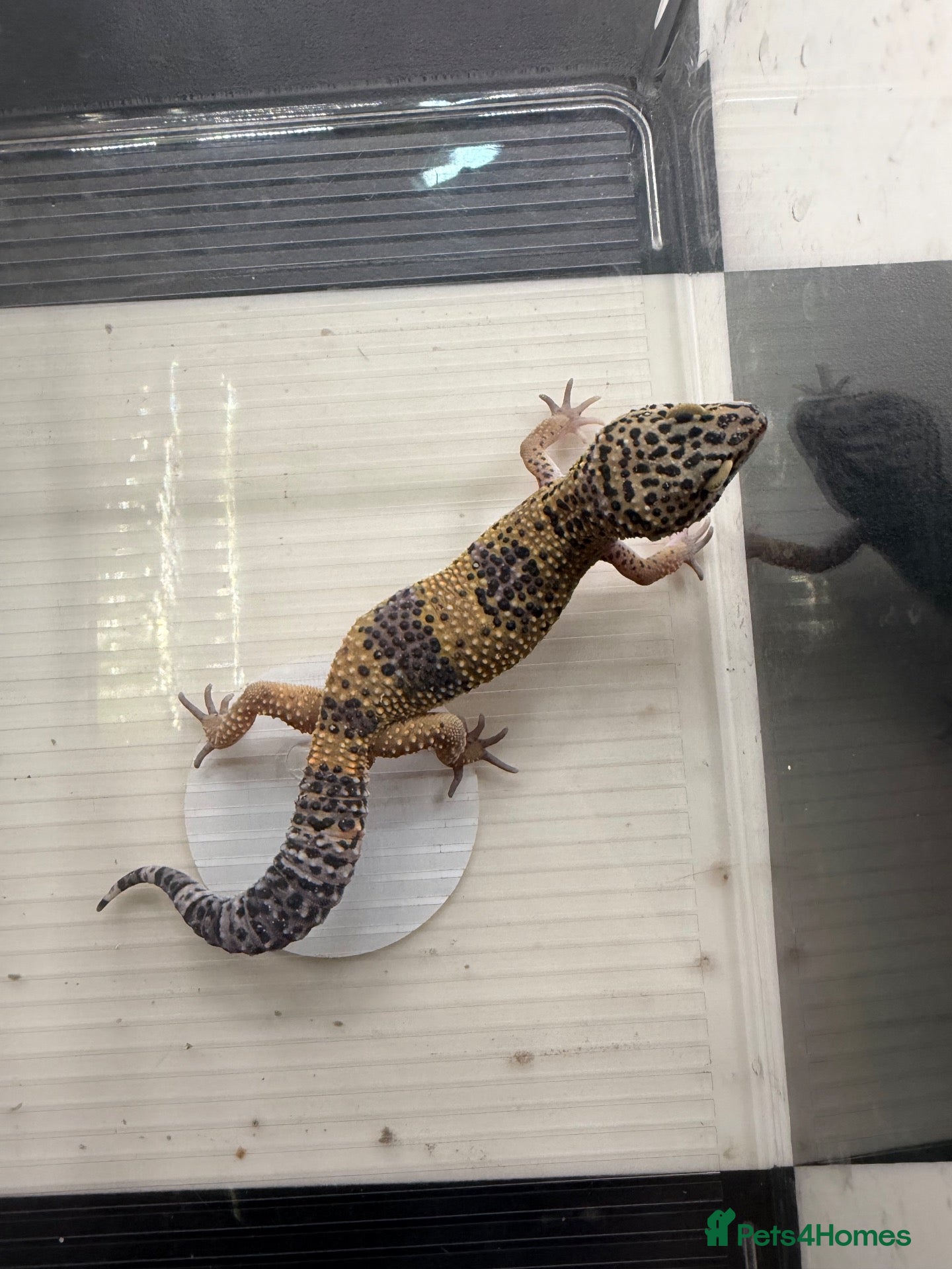 Leopard Gecko reptiles Mixed baby Leopard Geckos & 1 Black night - Advert 8