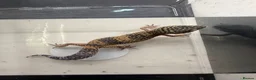 Leopard Gecko reptiles for sale: Mixed baby Leopard Geckos & 1 Black night - Advert 1