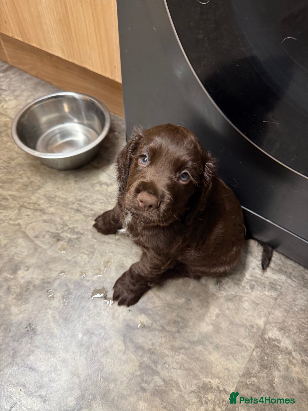 Cocker Spaniel dogs for sale: Cocker spaniel puppies - Advert 5