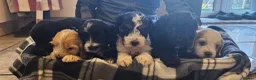 Cockapoo dogs for sale: 7 beautiful little cockerpoo puppies 🐶🐶 - Advert 33