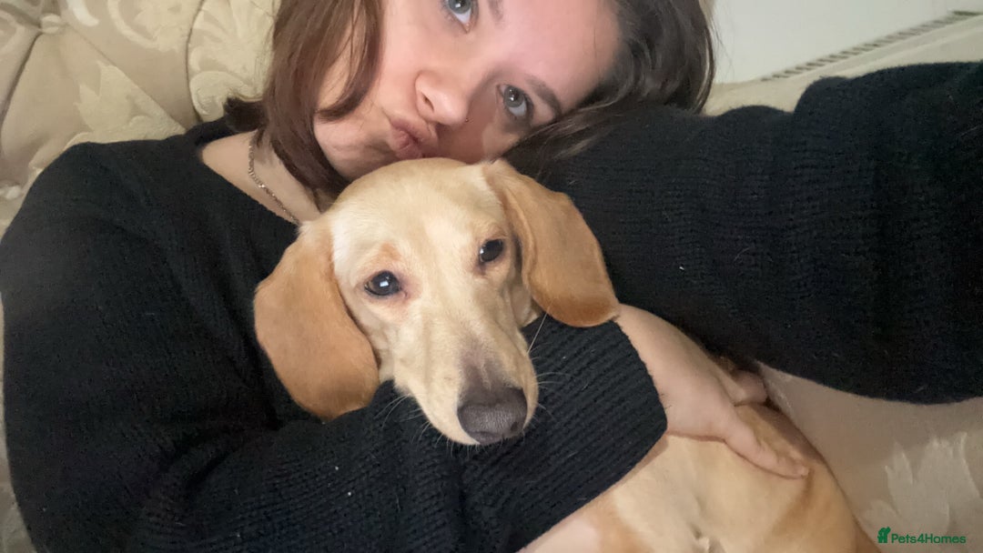 Dachshund dogs for sale: AD CURRENTLY ON HOLD  - Advert 14