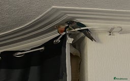 Conures birds for sale: Pair of conures 1 male 1 female  - Image 6