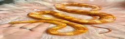 Corn Snake reptiles for sale: Amel Corn Snake High Red Line, Adult Male - Advert 3