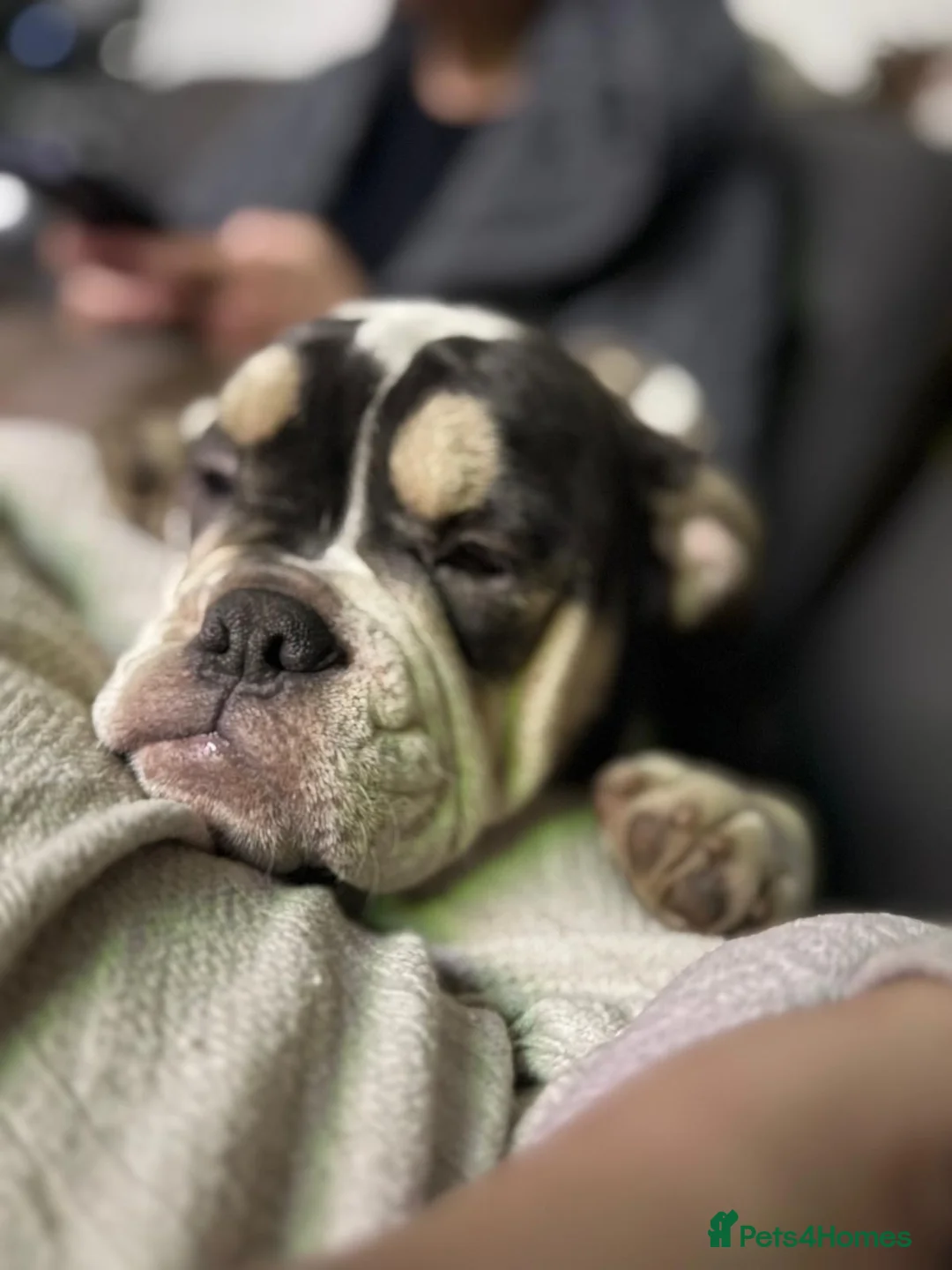 Mixed Breed dogs for sale: Bailey+Bella - Advert 14