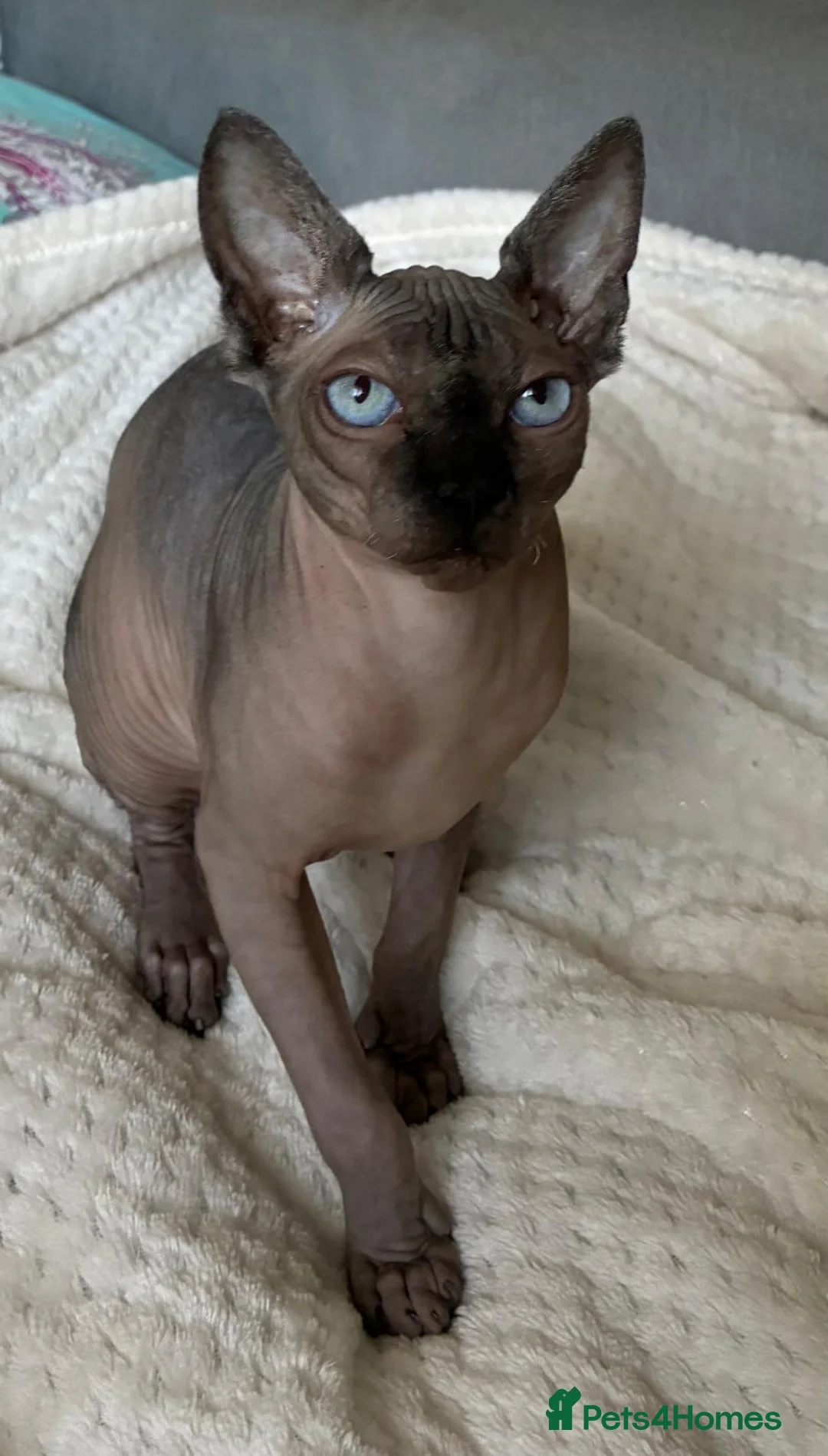 Sphynx cats for sale: Beautiful sphinx kitten with unique blue eyes - Advert 1