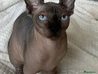 Sphynx cats Beautiful sphinx kitten with unique blue eyes - Advert 1