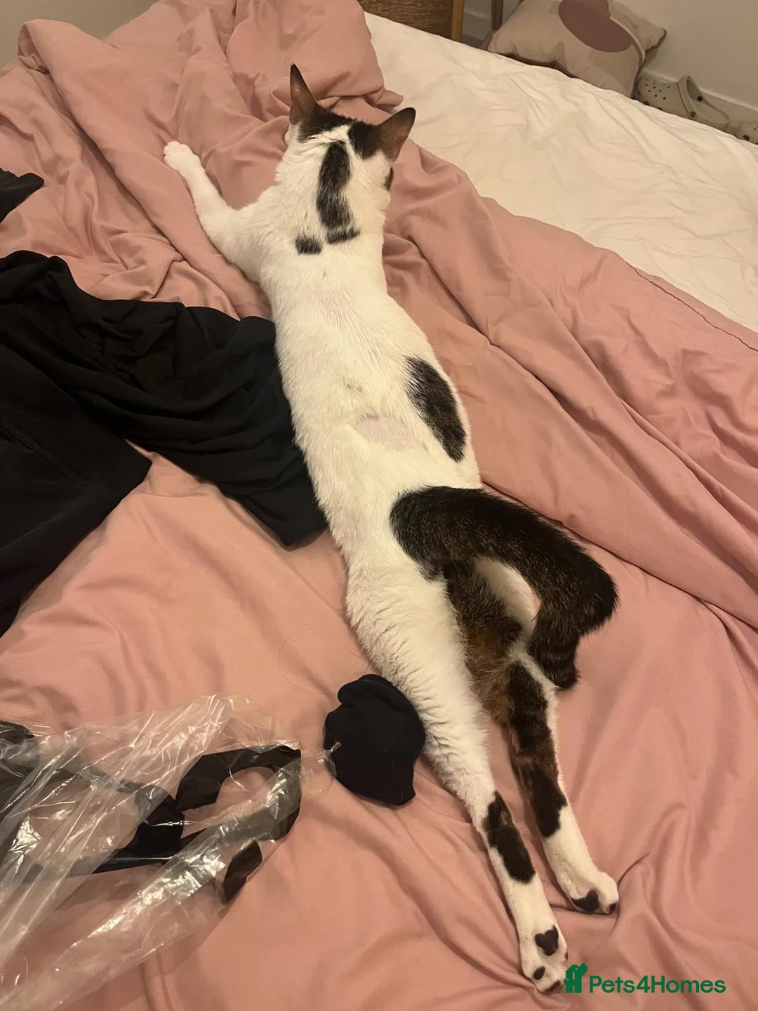 Arabian Mau cats for adoption: Two Bonded Rescue Cats for Adoption Together - Advert 7