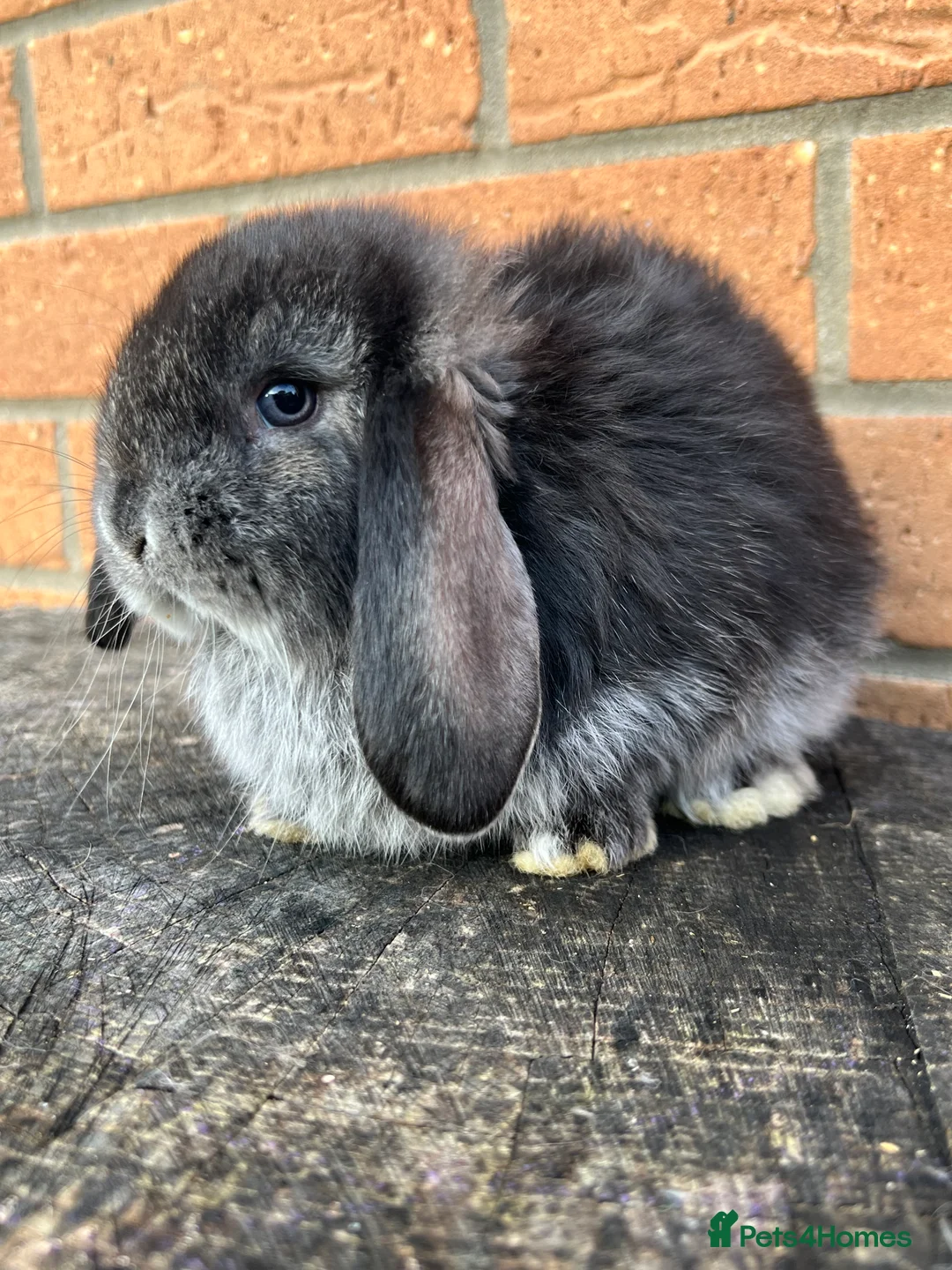 French Lop rabbits for sale: French Lops from Lincolnshire Lops - Advert 3