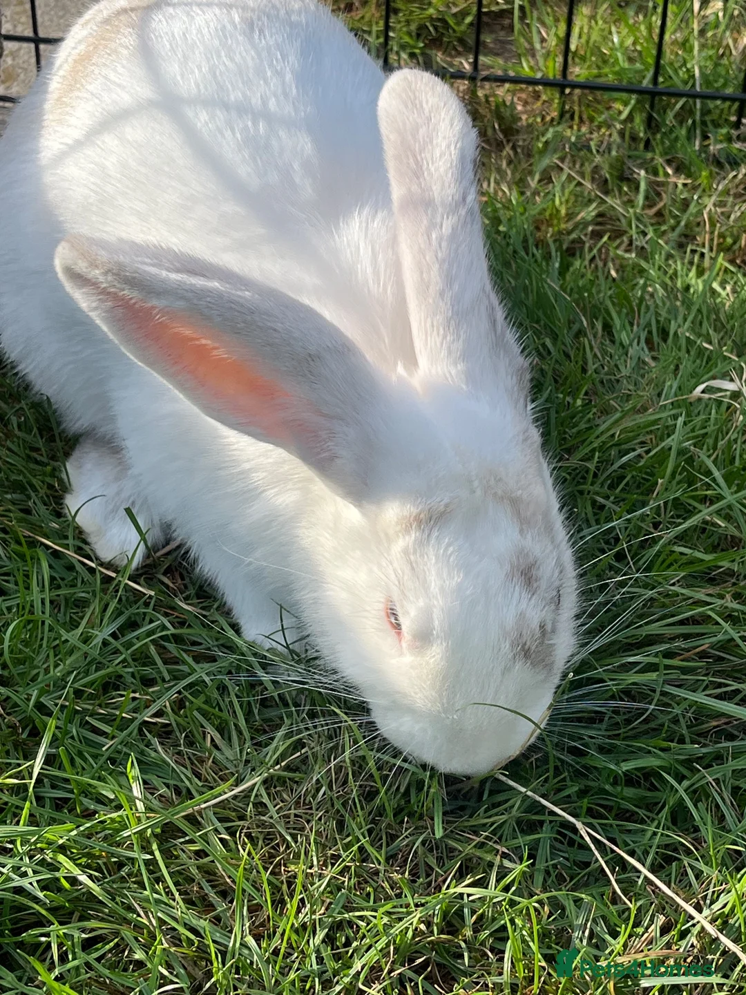 Mixed Breed rabbits for sale: Cute male baby bunny for sale (19 weeks) in Southampton - Advert 2