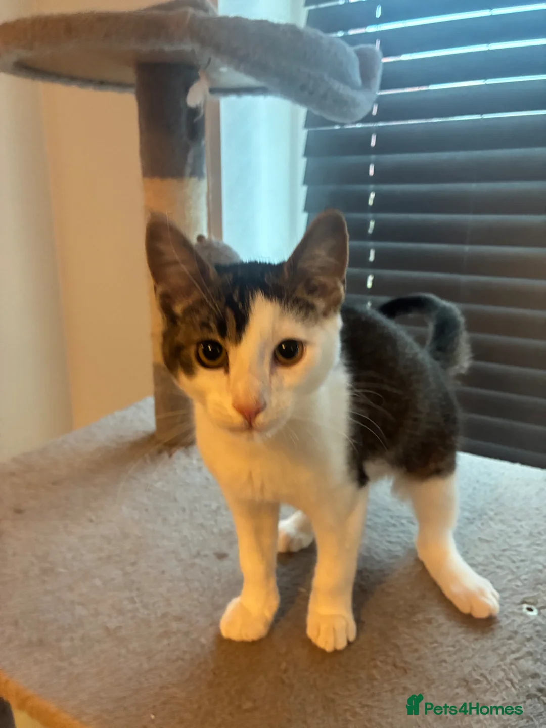 Mixed Breed cats for sale: 2 male kittens  - Advert 2