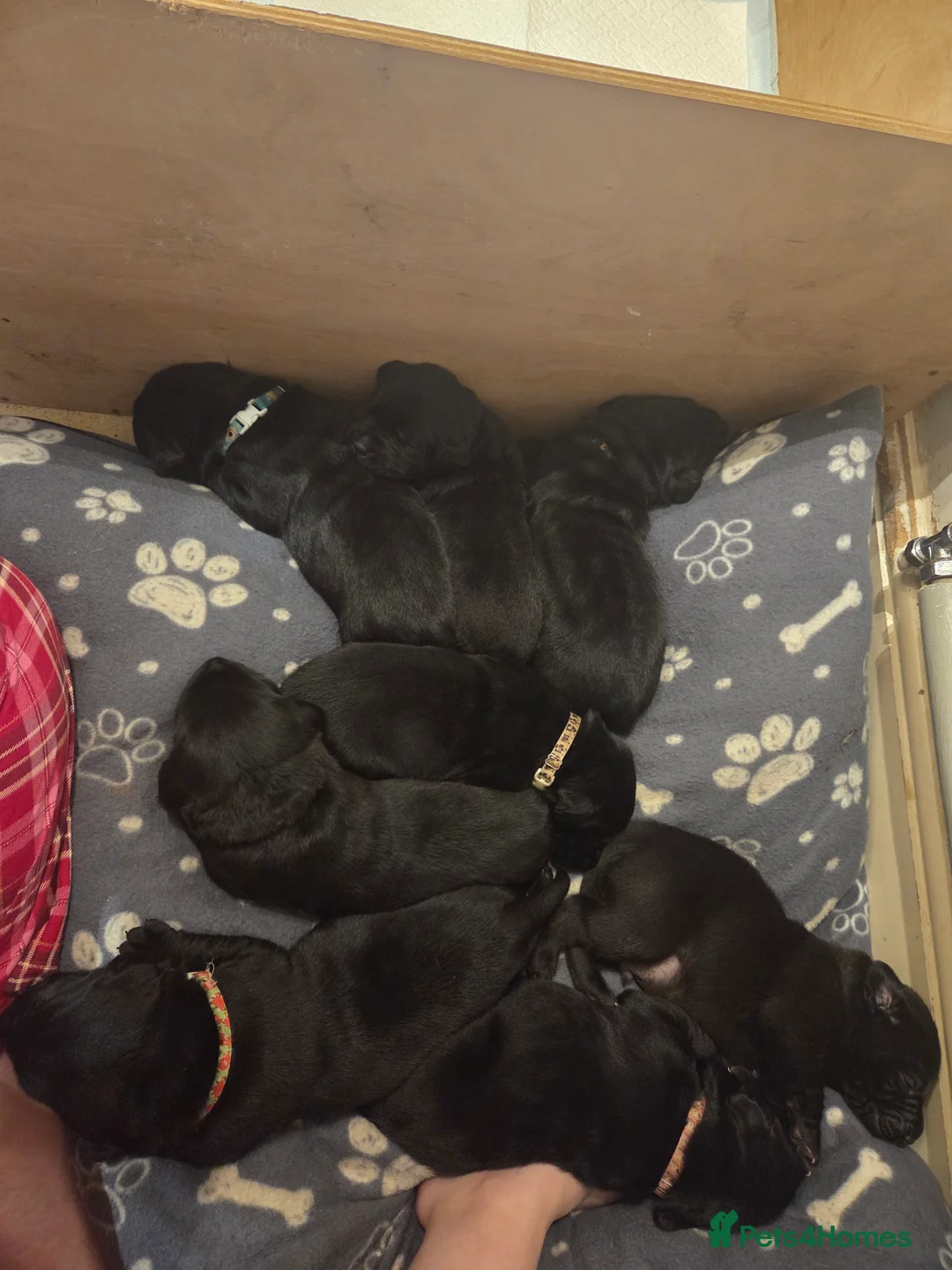 Labrador Retriever dogs for sale: 8 beautiful chunky black KC registered puppies - Advert 18