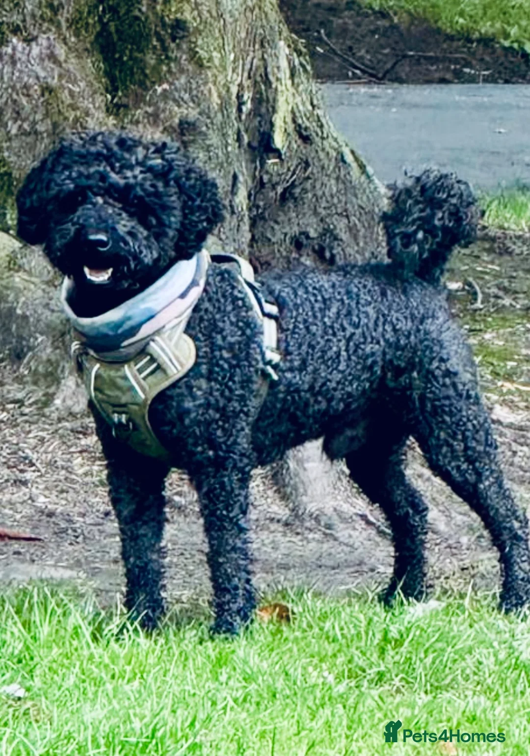 Labradoodle dogs for stud: Mini Doodle stud extensively DNA checked in Warrington - Advert 3