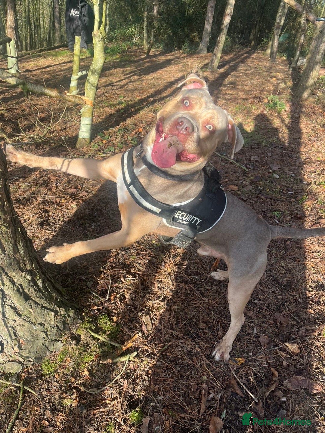 Cane Corso dogs for stud: Cane corso cross staff for stud  - Advert 4