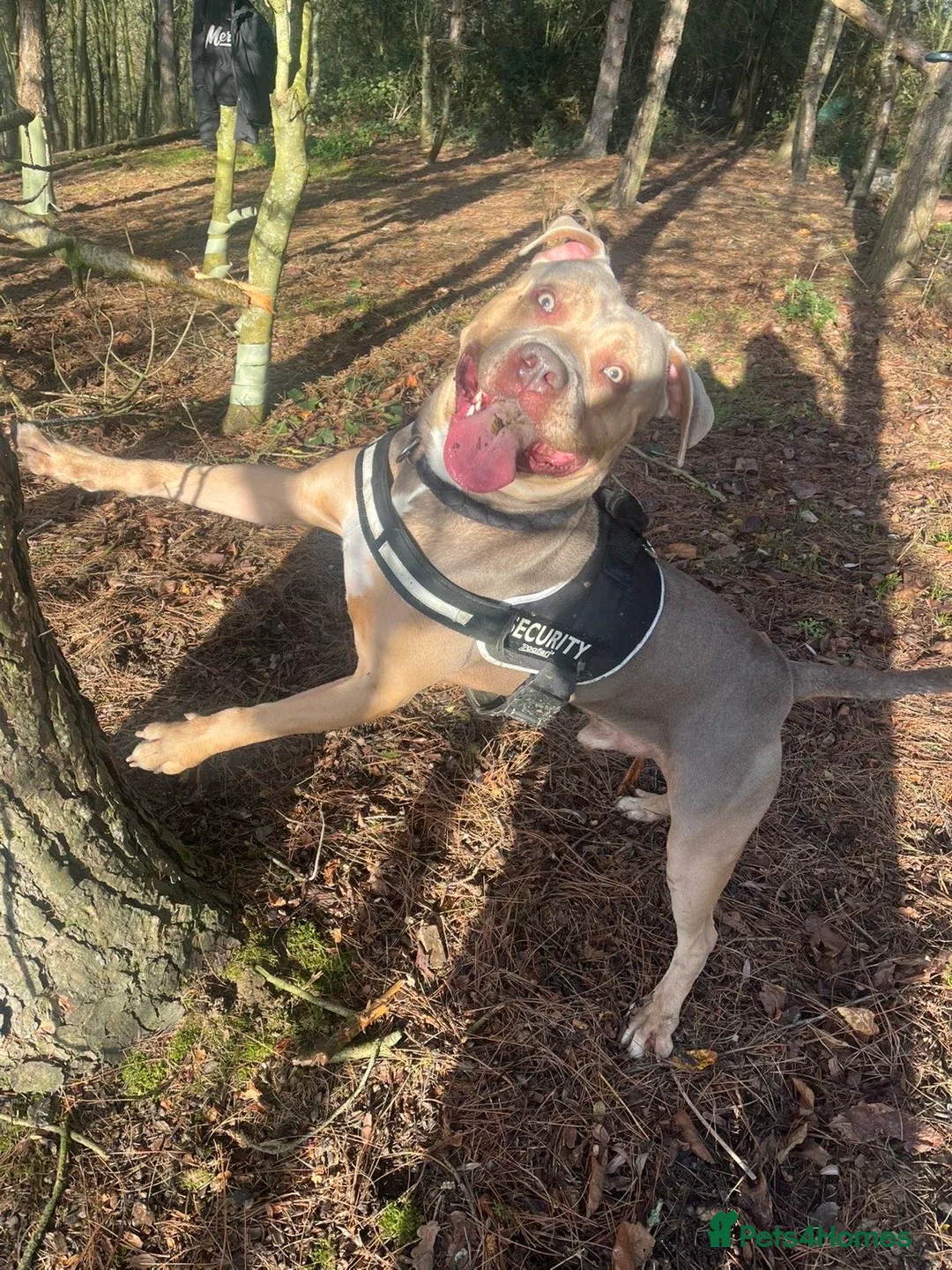 Cane Corso dogs for stud: Cane corso cross staff for stud  - Advert 4