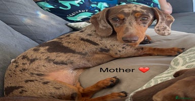 Miniature Dachshund dogs - Advert 3