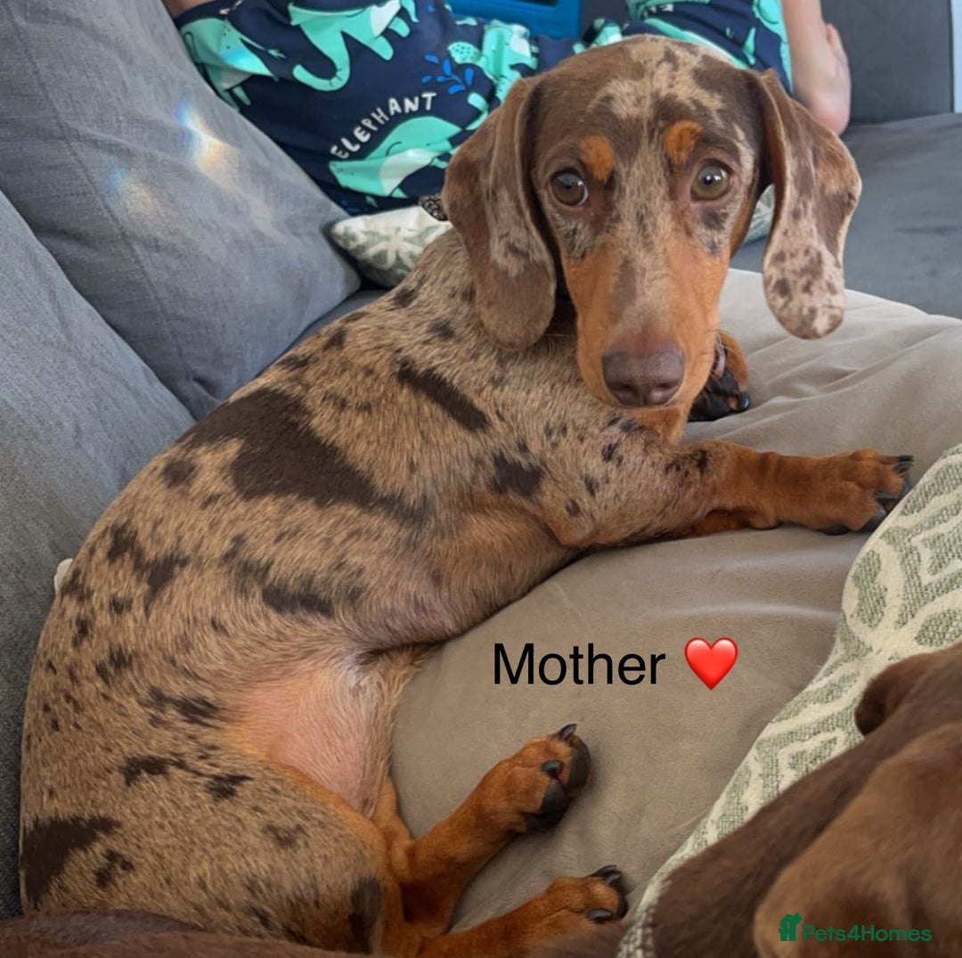 Miniature Dachshund dogs for sale: KC Reg Miniature Dachshund Puppies - Image 2
