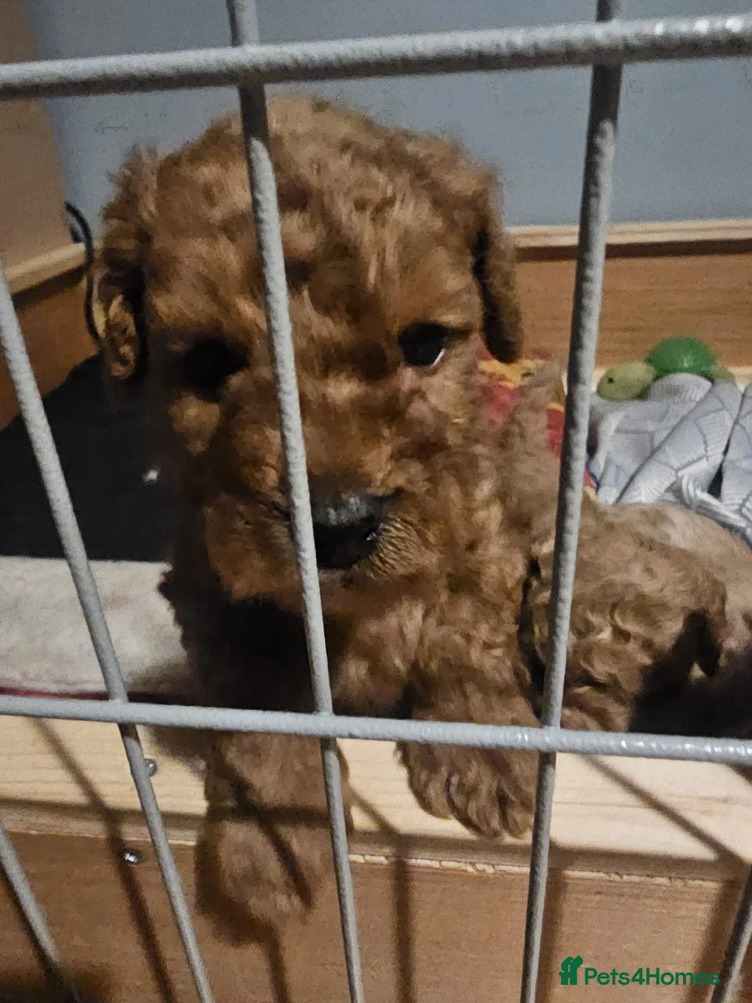 Cockapoo dogs for sale: Cockapoo puppies for sale - Advert 7