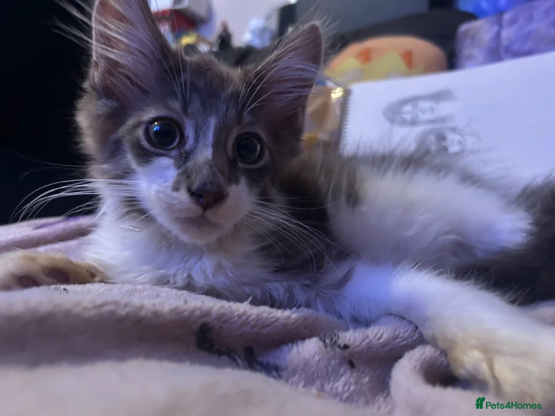 Maine Coon cats for sale: 2 Maine Coon Males  - Advert 2