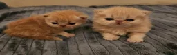 Persian cats for sale: Little Clouds of Softness–Persian Kittens for Sale in Norwich - Advert 14