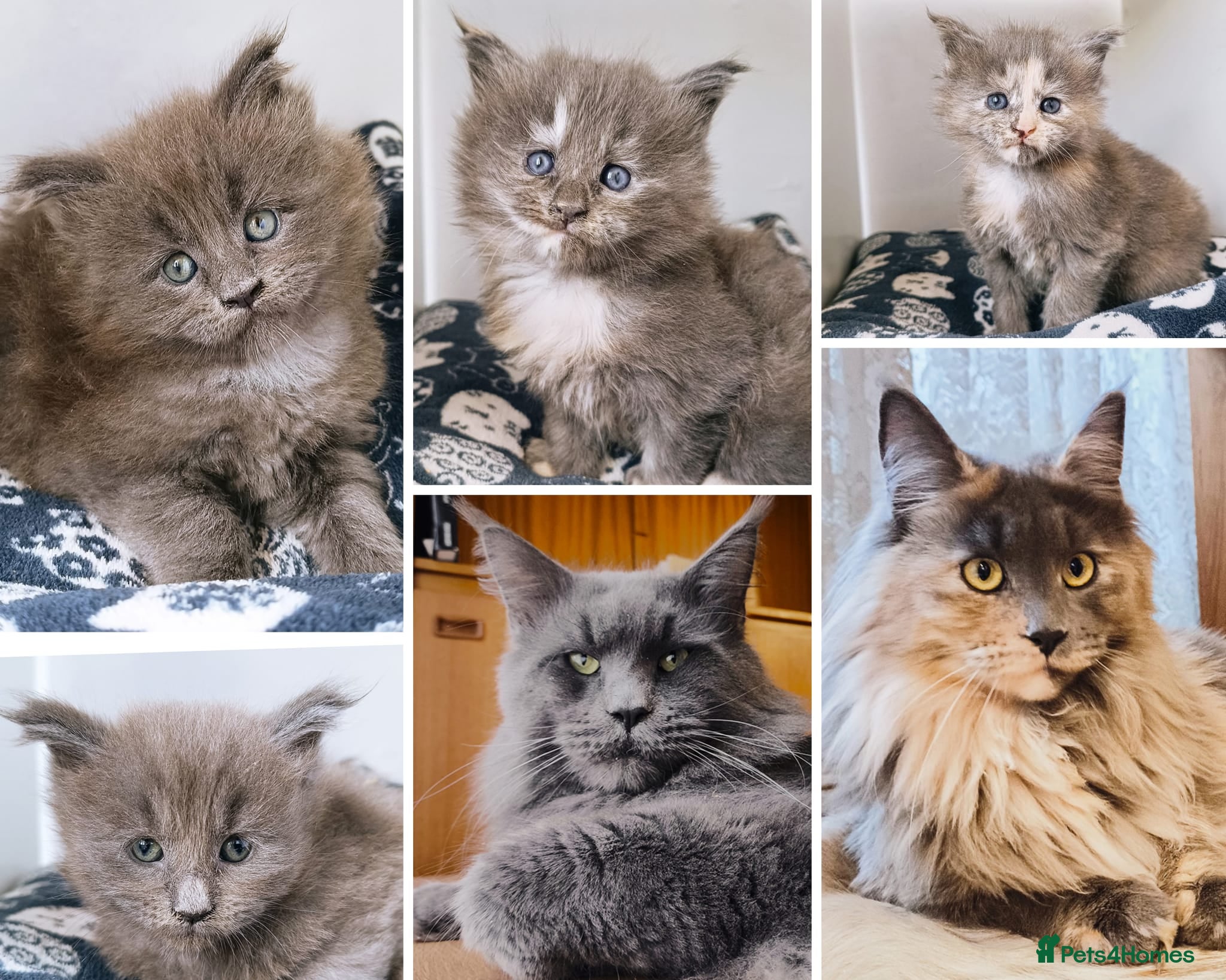 Maine Coon cats XXL Maine coon kittens + DNA health tested - Advert 22