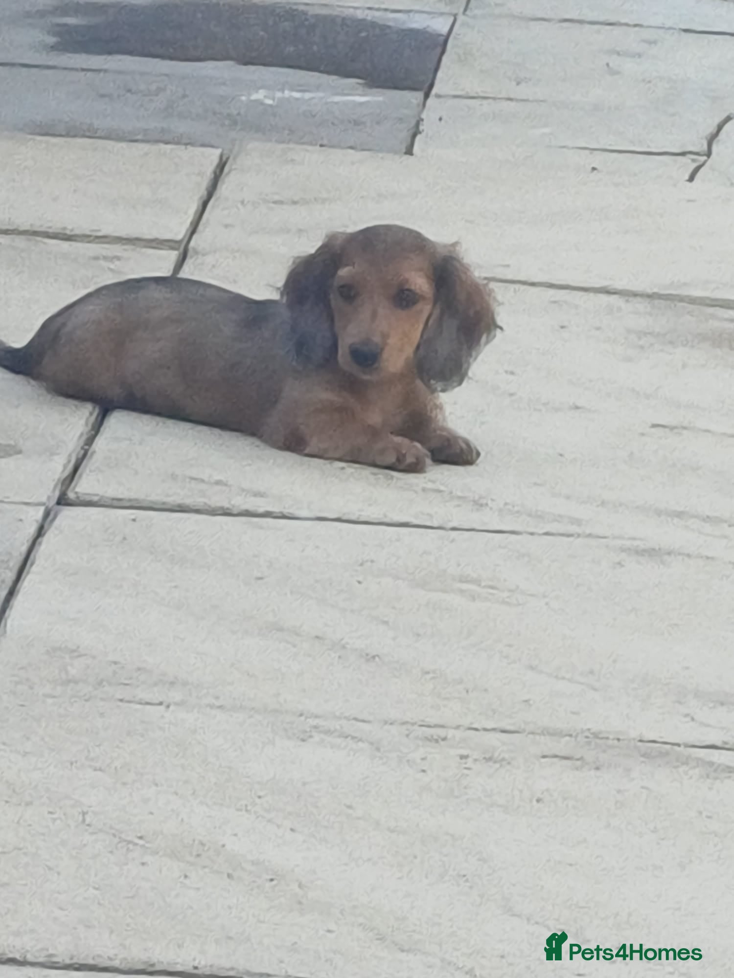 Miniature Dachshund dogs Dachshund puppy 1 girl available  - Advert 1