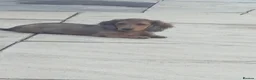 Miniature Dachshund dogs for sale: Dachshund puppy 1 girl available  - Advert 1