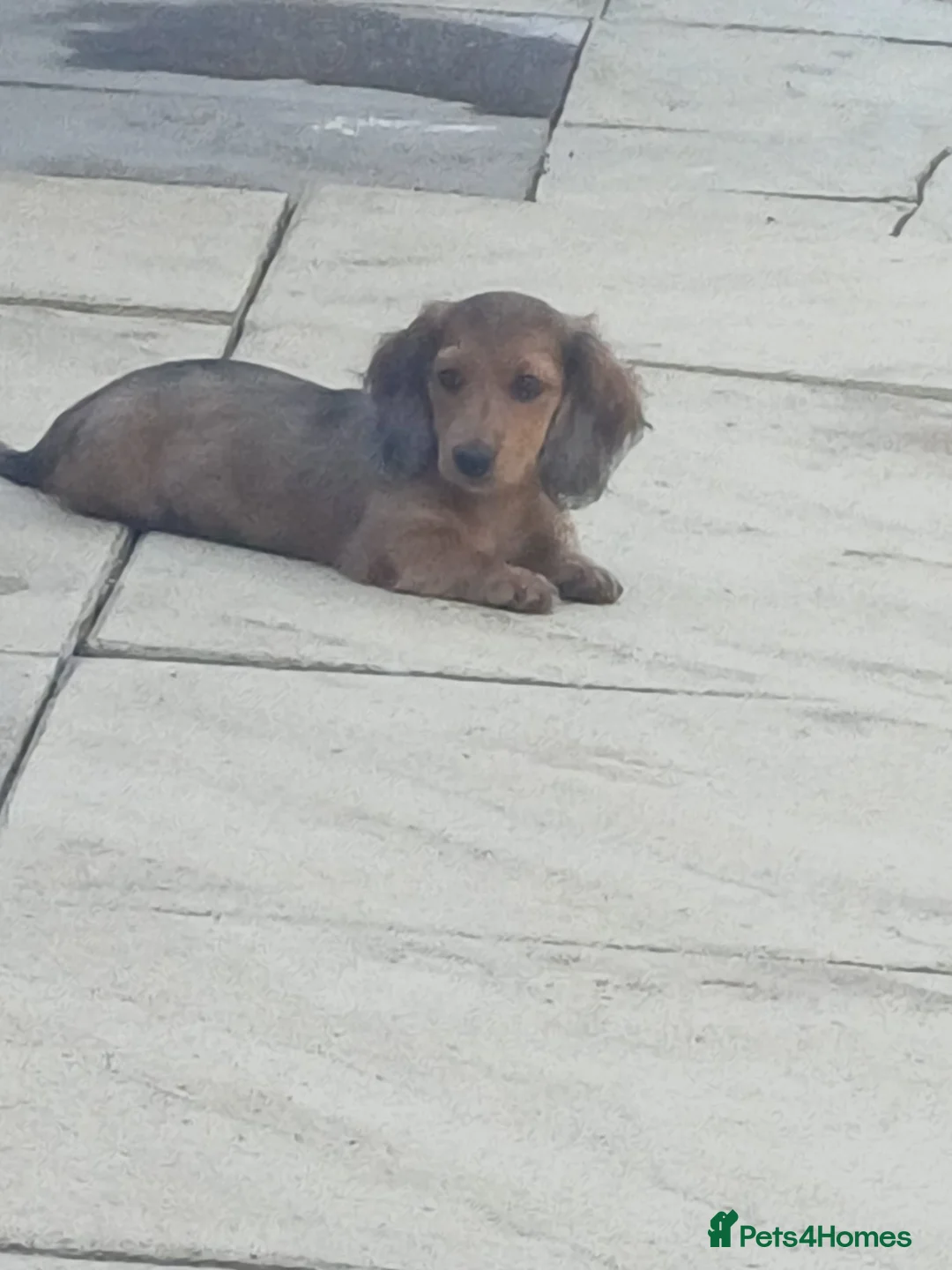 Miniature Dachshund dogs for sale: Dachshund puppy 1 girl available  - Advert 1