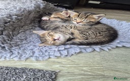 Bengal cats for sale: Bengal cross tabby’s  - Image 13