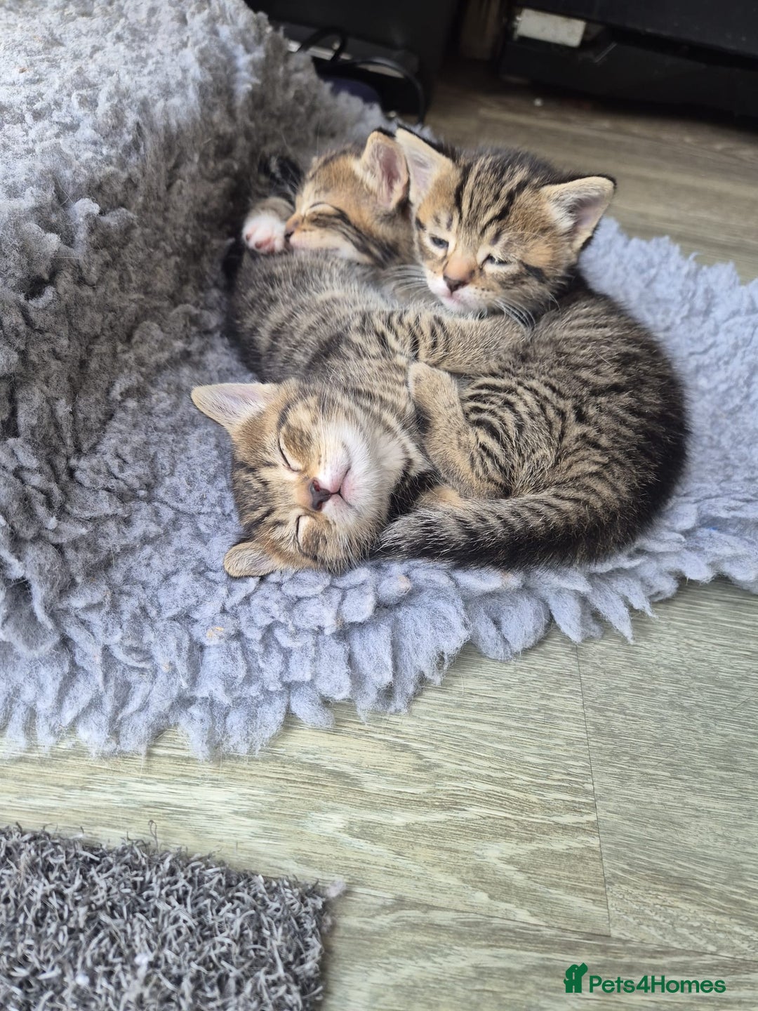 Bengal cats for sale: Bengal cross tabby’s  - Image 13