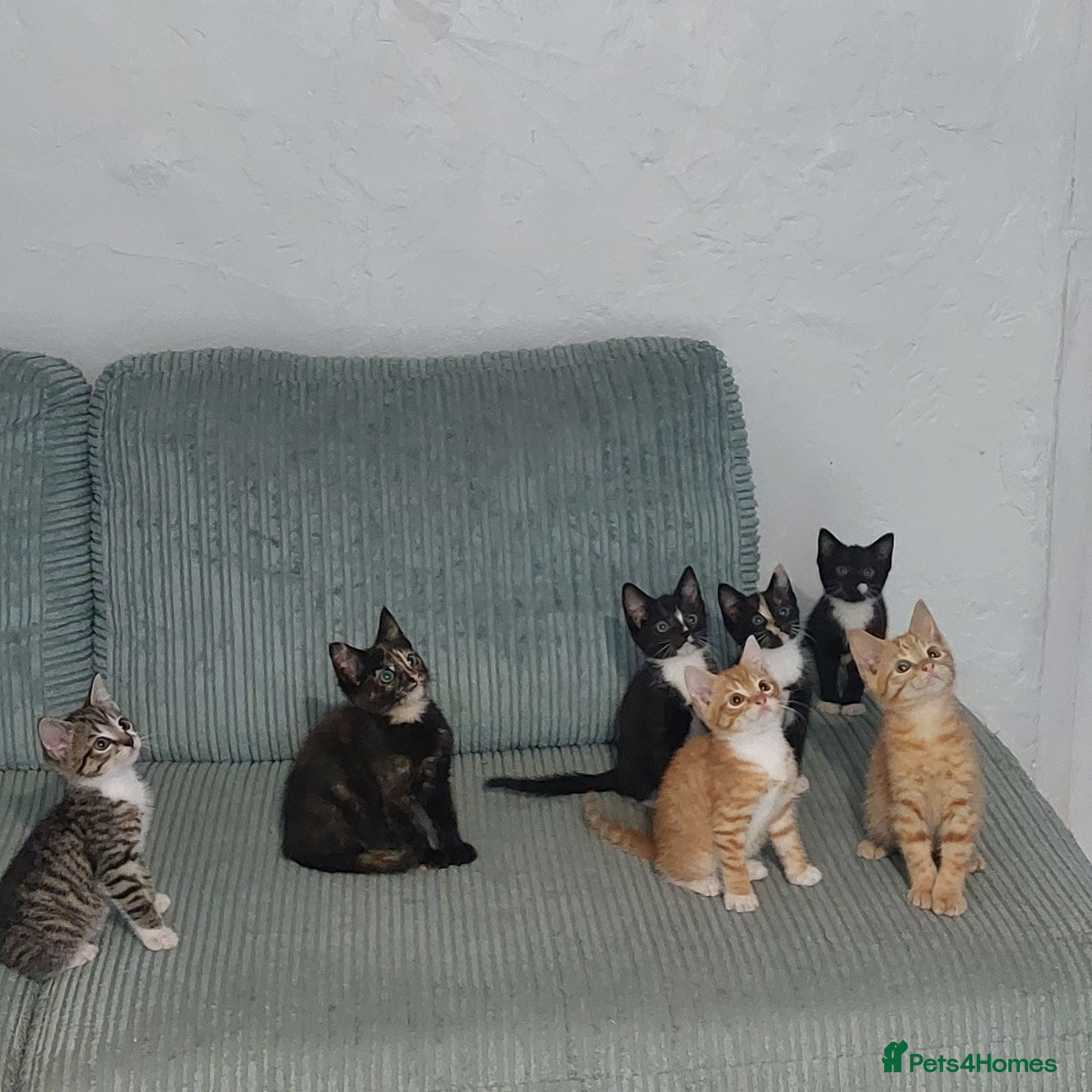 Mixed Breed cats Kittens - Advert 1