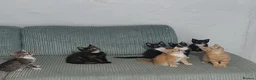 Mixed Breed cats for sale: Kittens in Truro - Advert 1