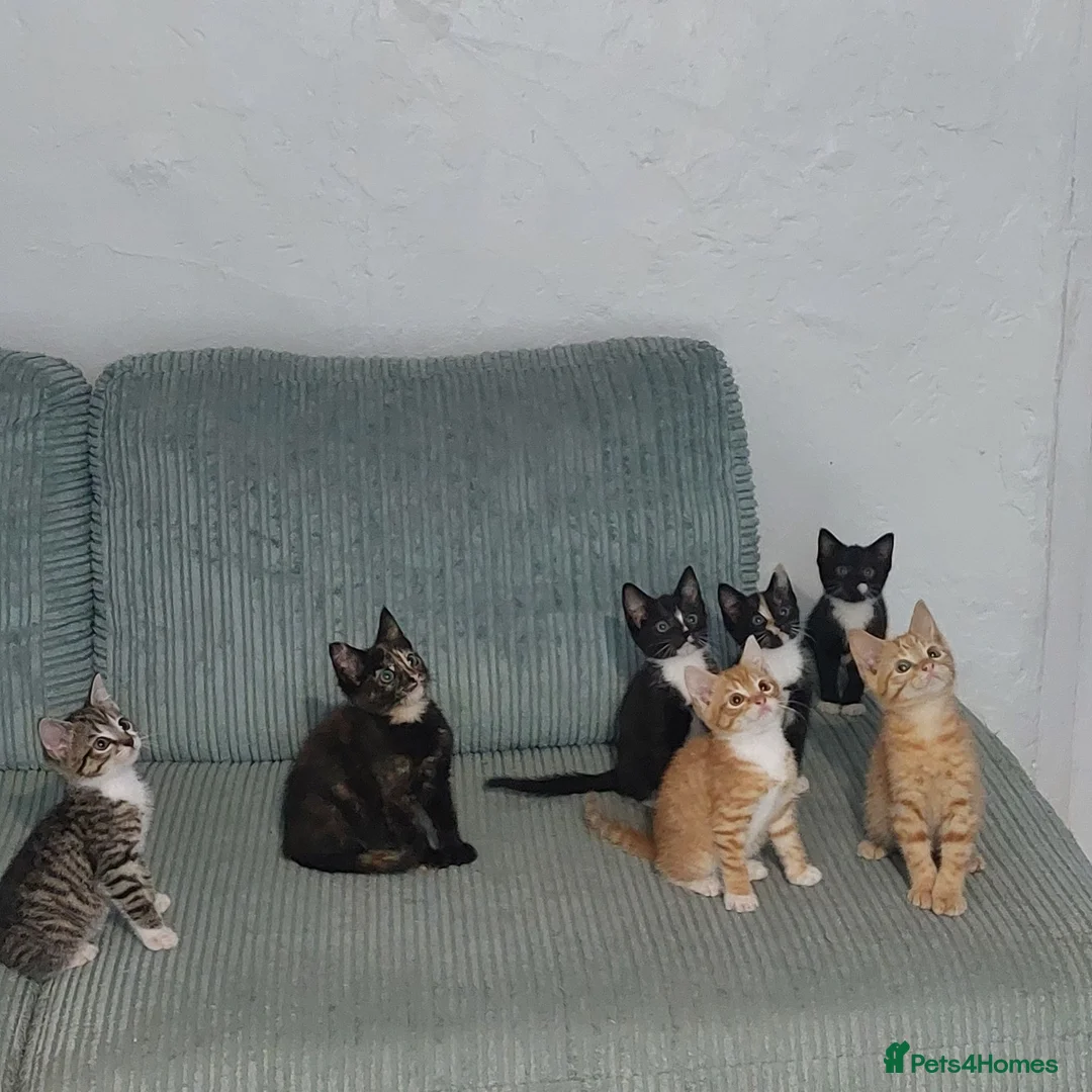 Mixed Breed cats for sale: Kittens in Truro - Advert 1