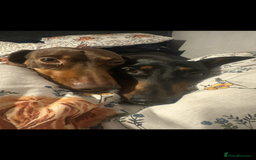 Dachshund dogs for sale: Bonnie and slinky  - Image 3