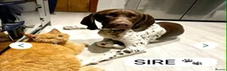 German Shorthaired Pointer dogs for sale: ***STUNNING KC GERMAN SHORTHAIRED POINTERS PUPS*** - Advert 7