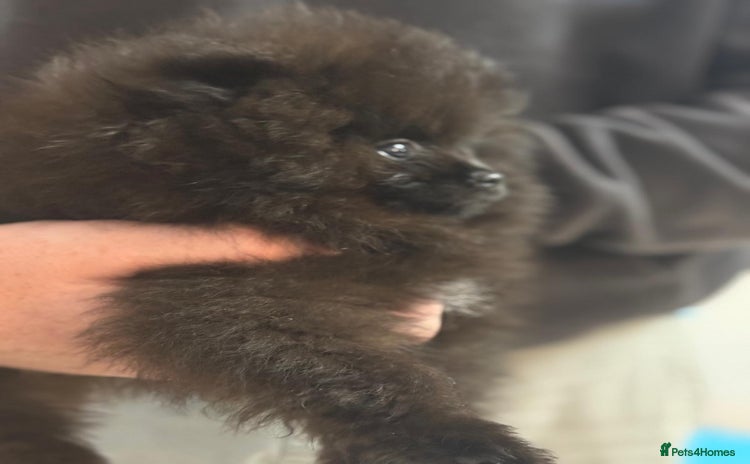 Pomeranian dogs - Advert 1