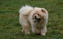 Chow Chow dogs for stud: Stunning KC registered cream boy, carries dilute. - Image 6