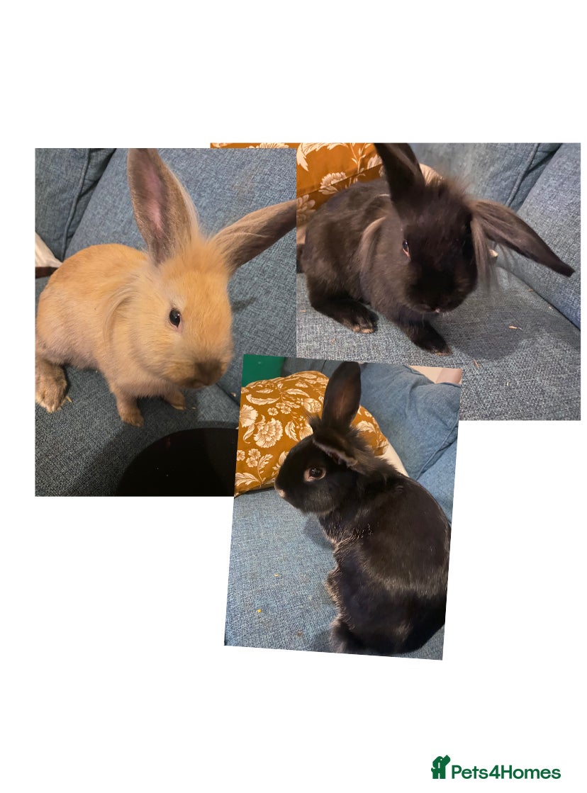 Lionhead rabbits Need rehoming before 2nd February  - Advert 3