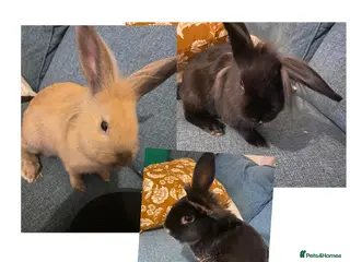 Lionhead rabbits Need rehoming before 2nd February - Advert 4