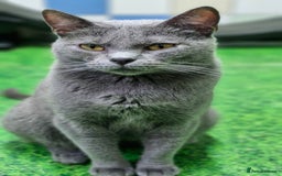 Chartreux cats for sale: Chartreux adult mum and daughter  - Image 18