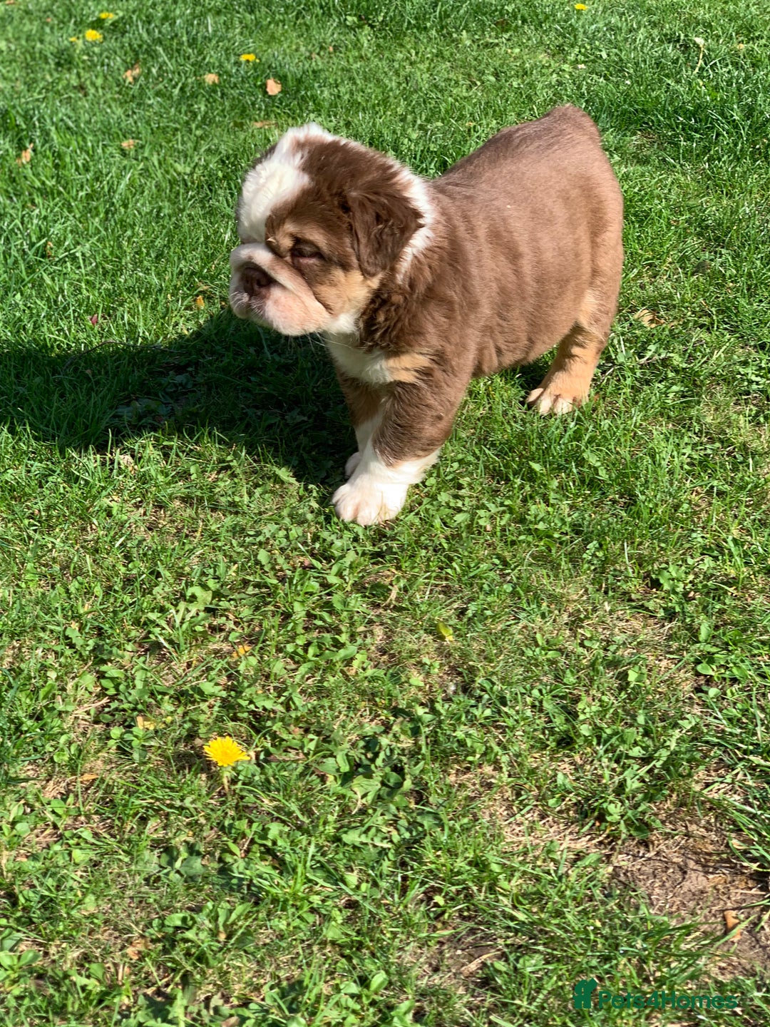 English Bulldog dogs for sale: Quality English bulldog pups fluffy LAST BOY - Image 11