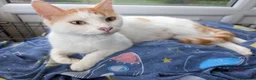 Mixed Breed cats for sale: Beautiful kitten for sale - Advert 4