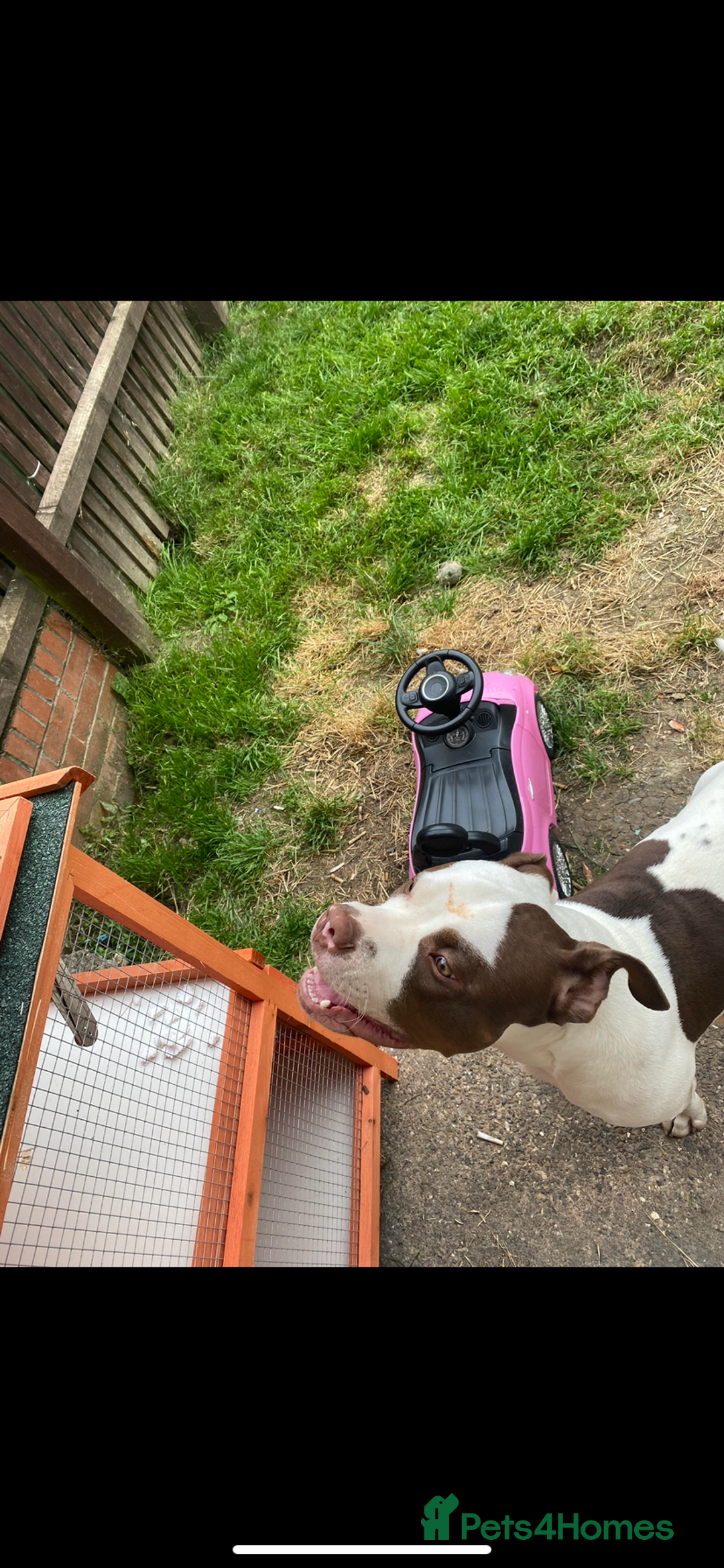 Mixed Breed dogs for sale: to a loving home  - Advert 3