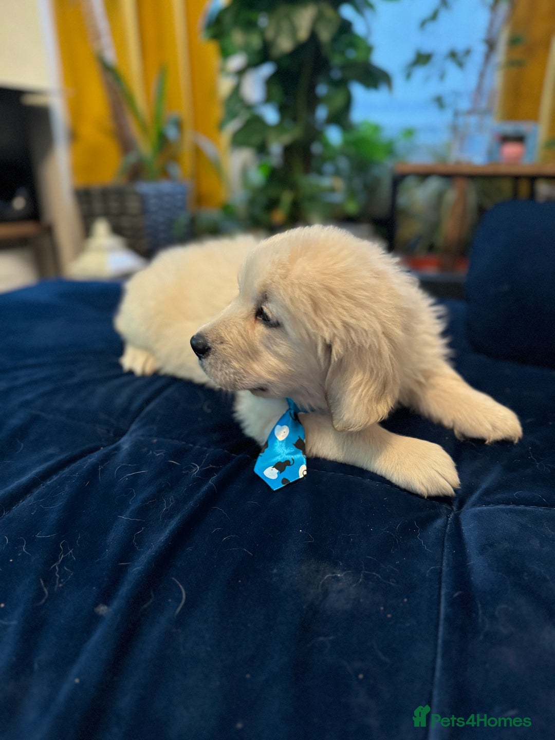 Golden Retriever dogs for sale: Beautiful Golden Retriever puppies KC - Advert 11