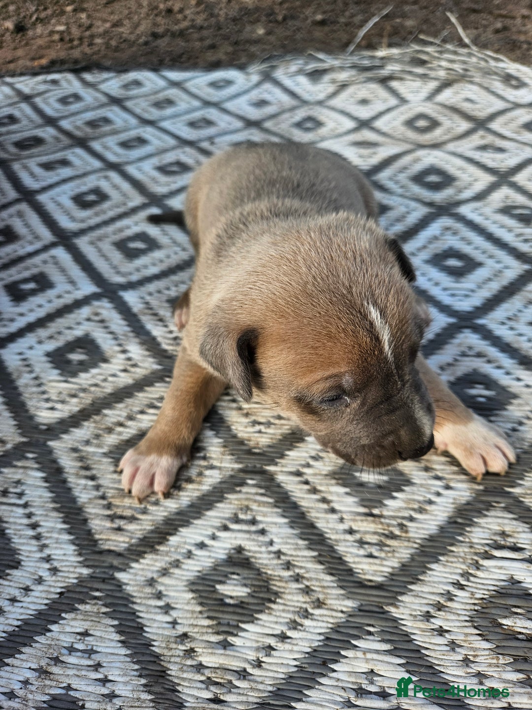Mixed Breed dogs for sale: Belgian malinois/ border collie  - Image 26